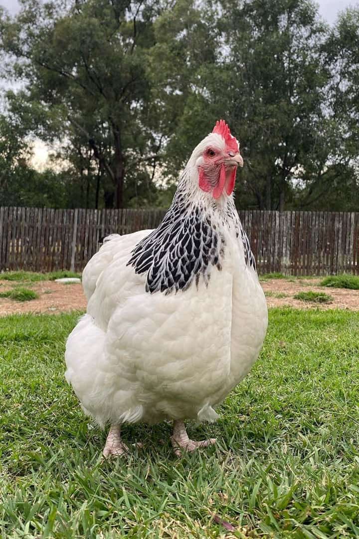 mejores pollos para huevos