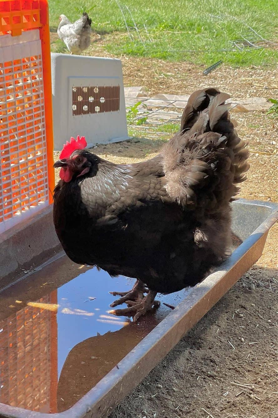 mejores gallinas ponedoras