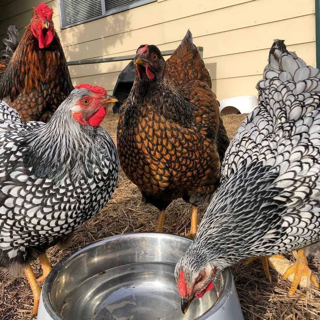 las gallinas ponedoras