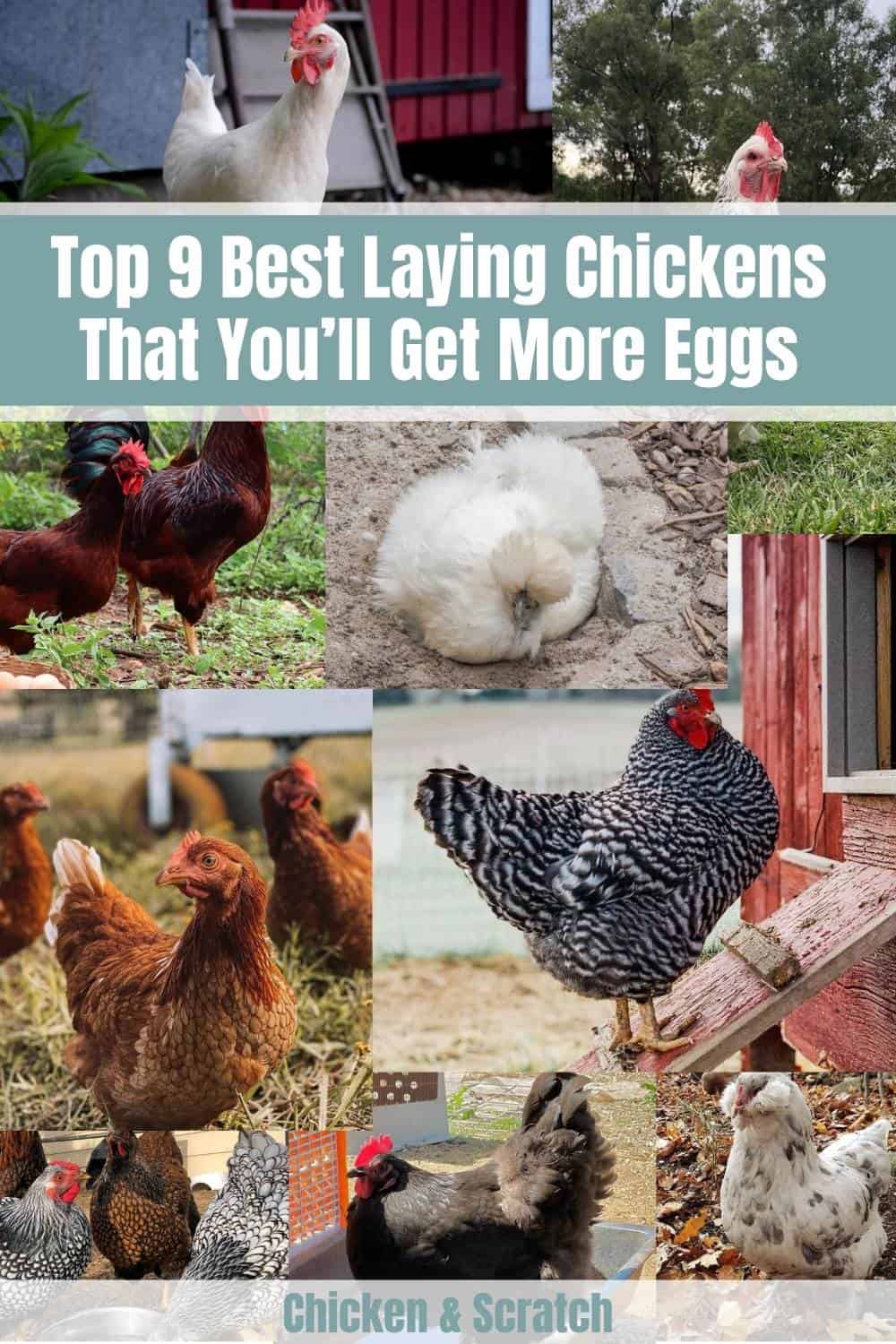 Las mejores razas de gallinas para huevos.