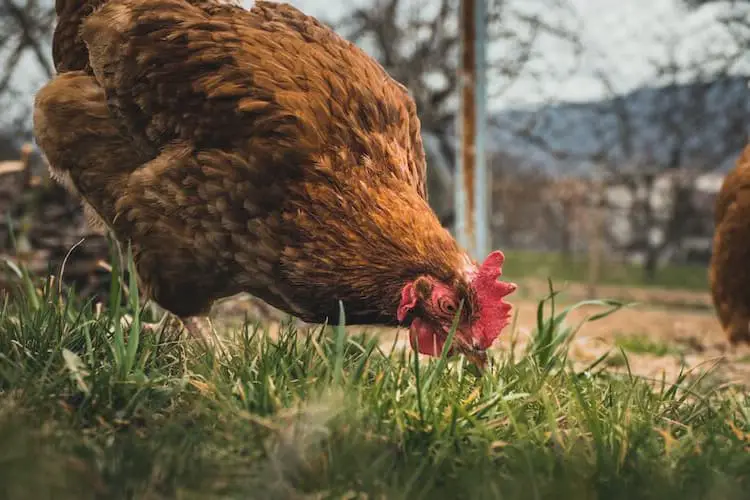 ¿los pollos pueden tener espárragos?