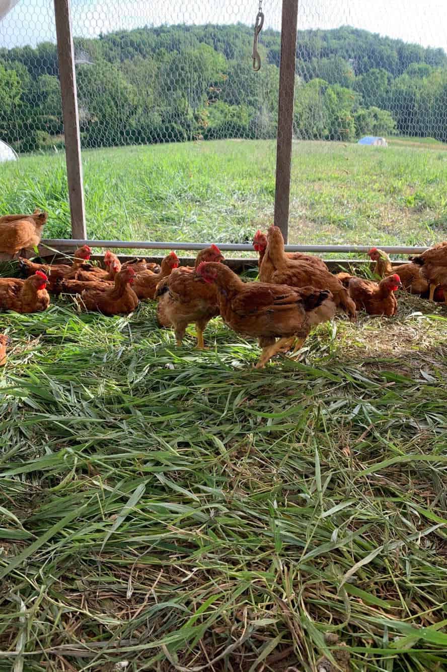 las gallinas pueden comer esparragos