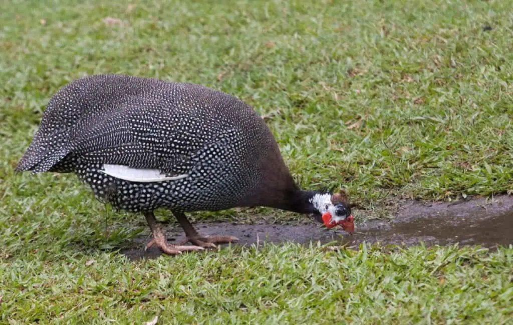 gallinas de guinea