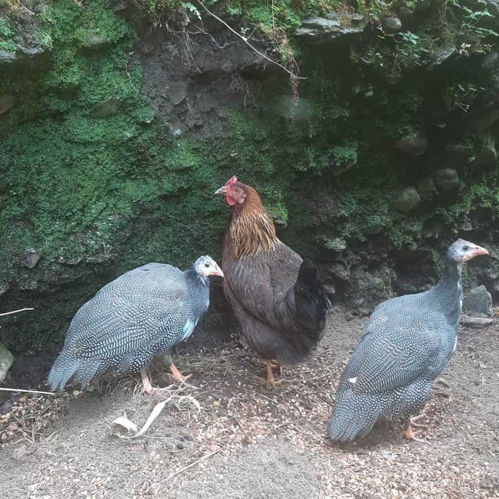 criar gallinas de guinea