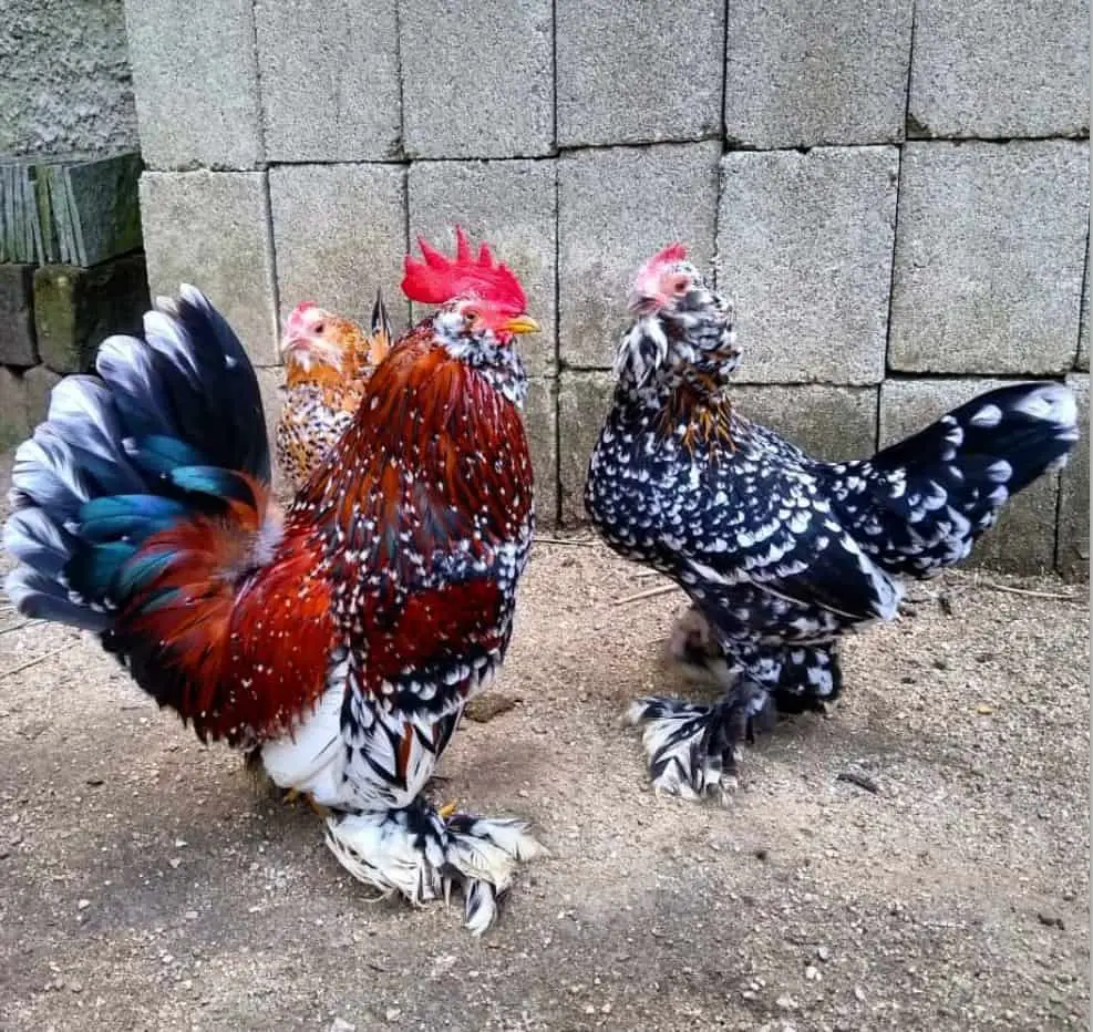 d'uccle barbudo belga de porcelana