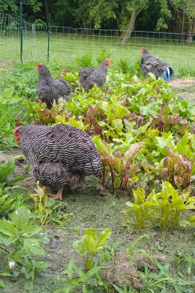 ¿A los pollos les gustan las zanahorias?