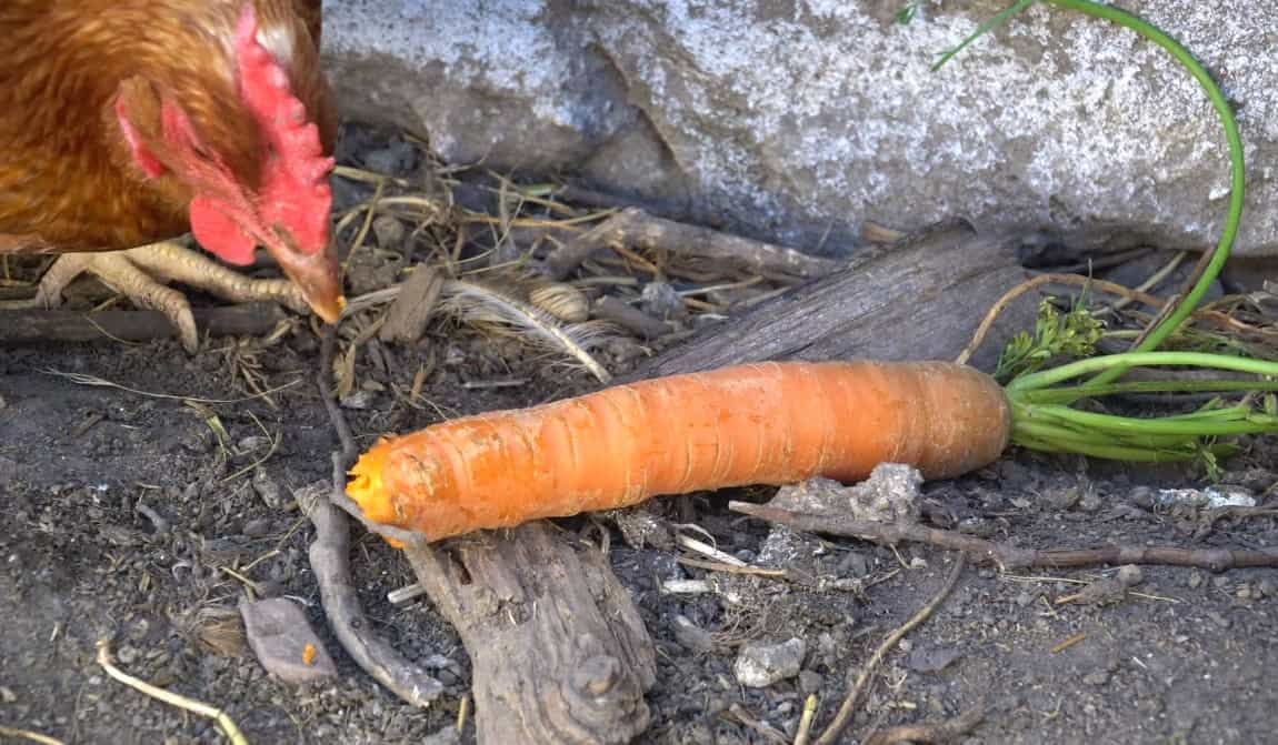 ¿los pollos pueden tener zanahorias?
