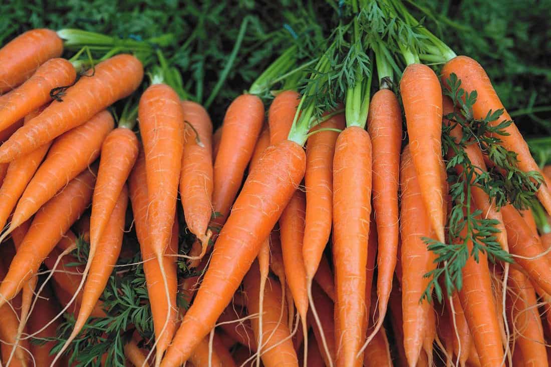 las gallinas comen zanahorias