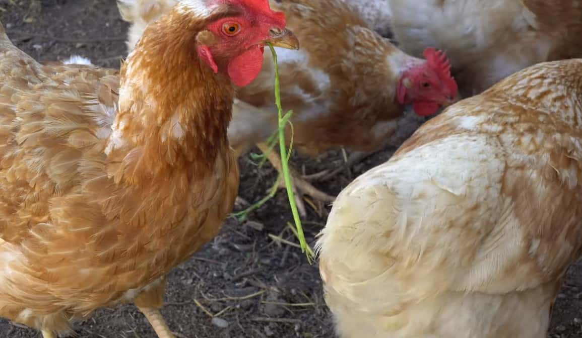 las zanahorias son buenas para las gallinas