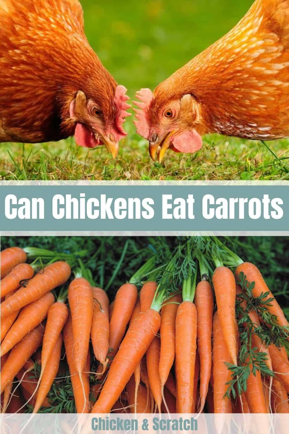 las gallinas comen zanahoria