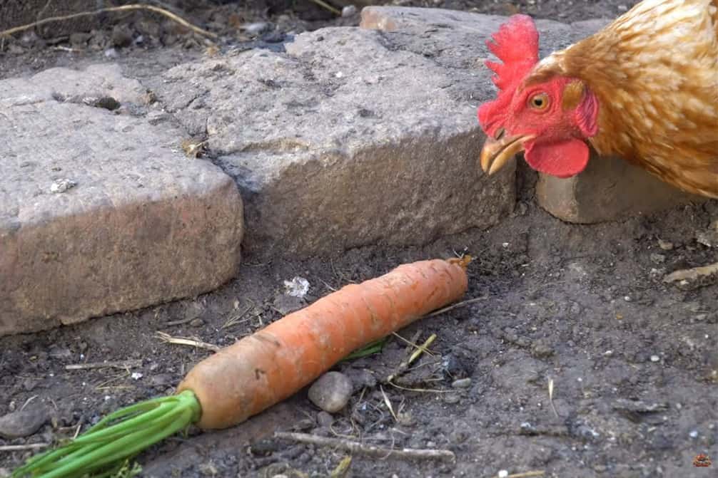 ¿Pueden los pollos comer zanahorias crudas?