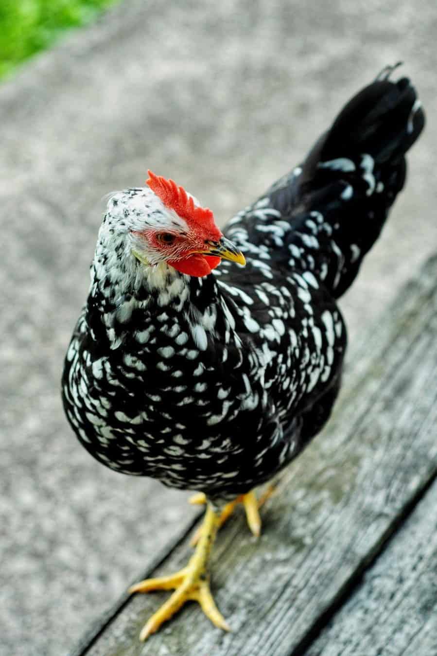 raza de gallina ancona