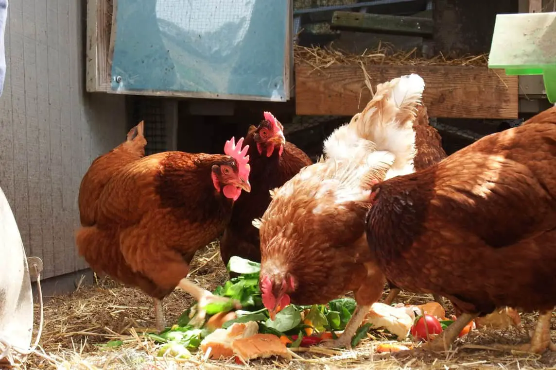 las gallinas comen cebollas