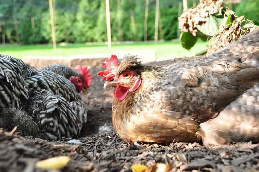 las gallinas pueden comer ajo