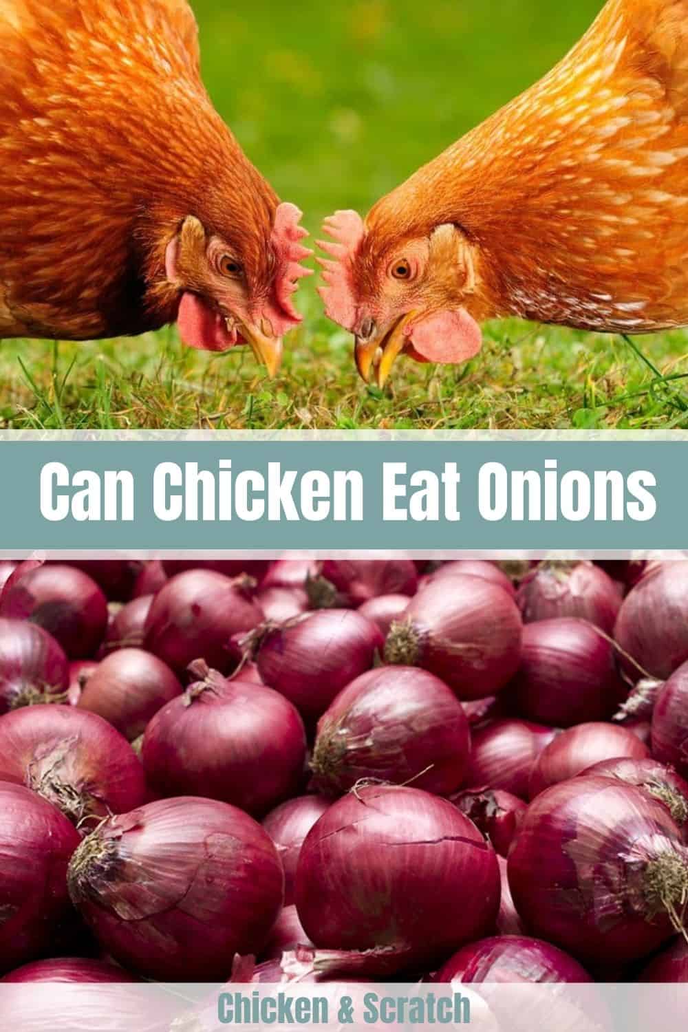 ¿los pollos pueden tener cebollas?