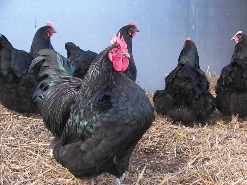 gallo australorp