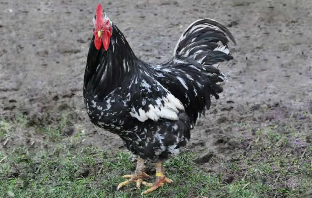 Gallo de Java