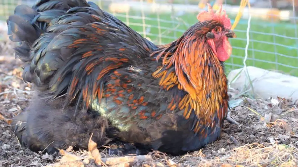 Gallo de Cochín