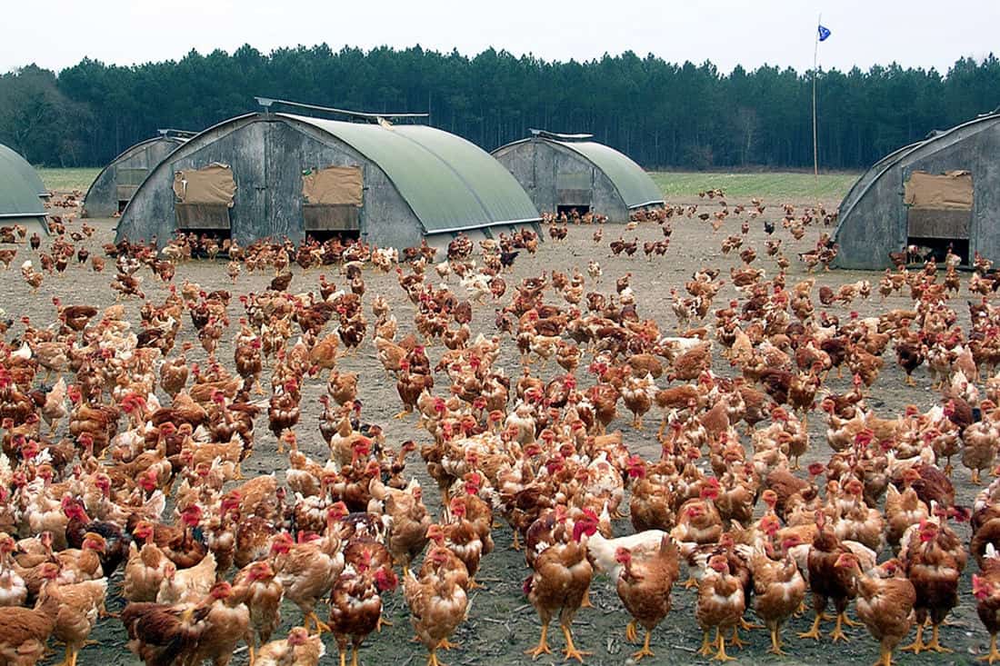 antibióticos de pollo