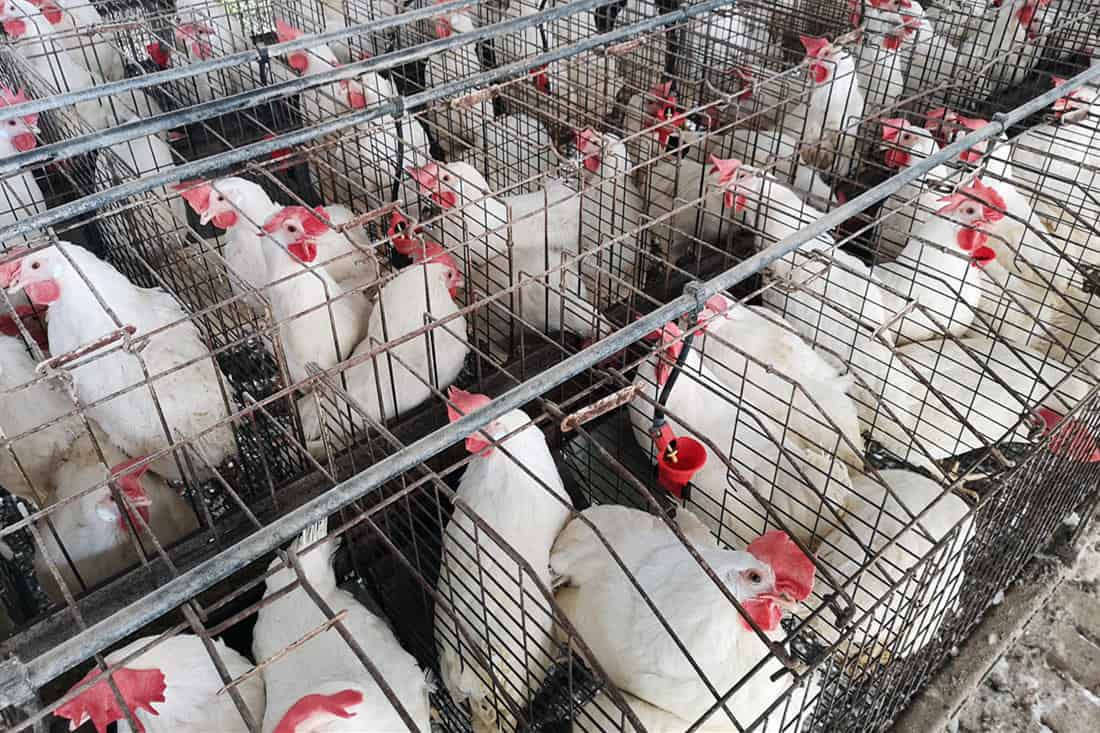 pollos y antibioticos