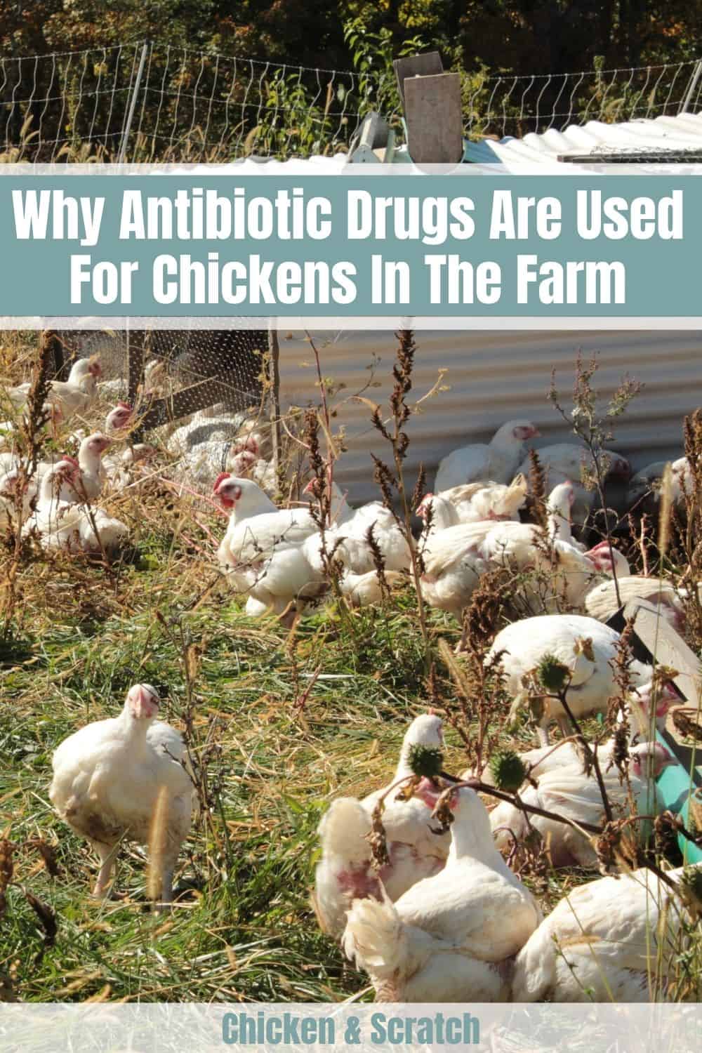 antibióticos de pollo