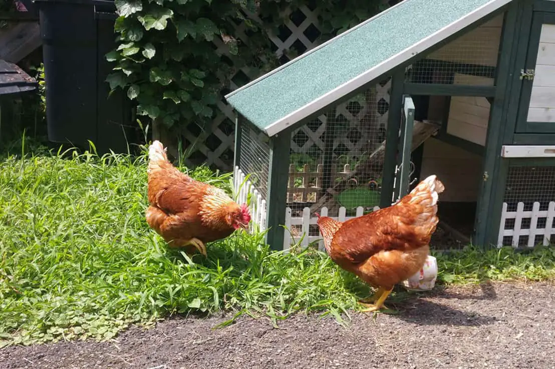 cuanto tardan las gallinas en aceptar gallinas nuevas