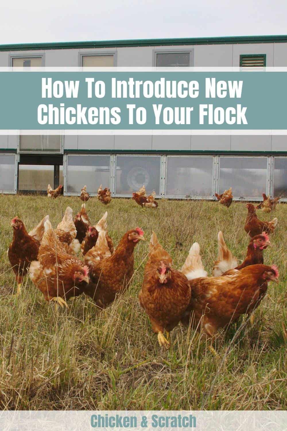 introducción de nuevos pollos al rebaño