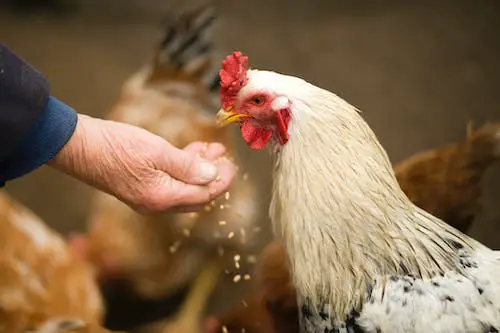 Pollo comiendo golosinas de la mano