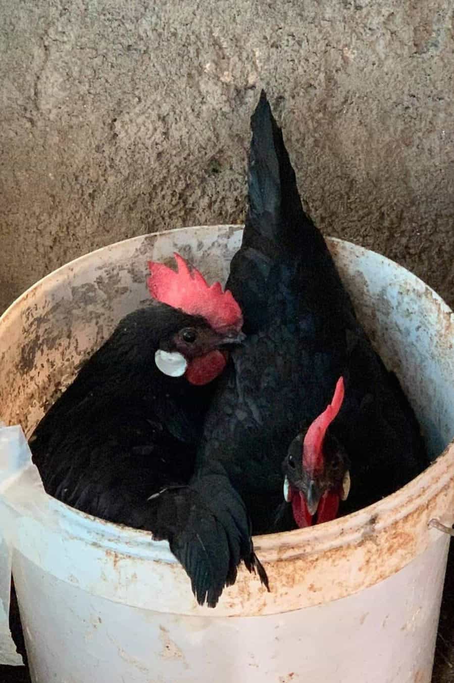 gallina menorca negra