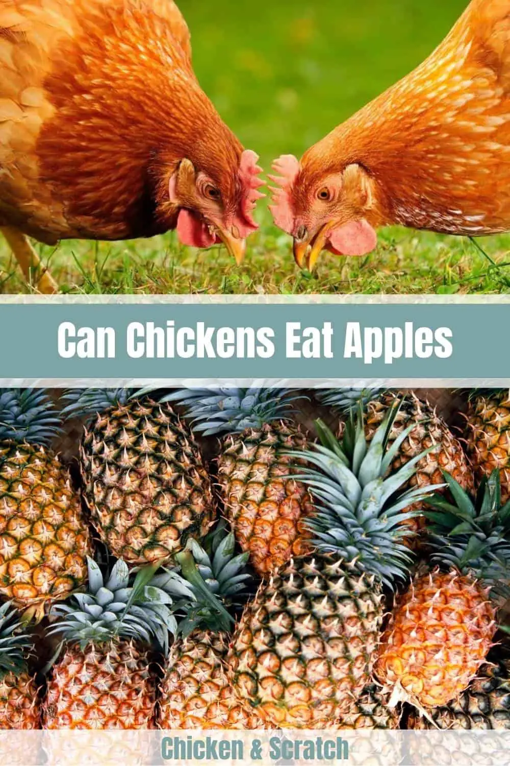 ¿los pollos pueden tener piña?