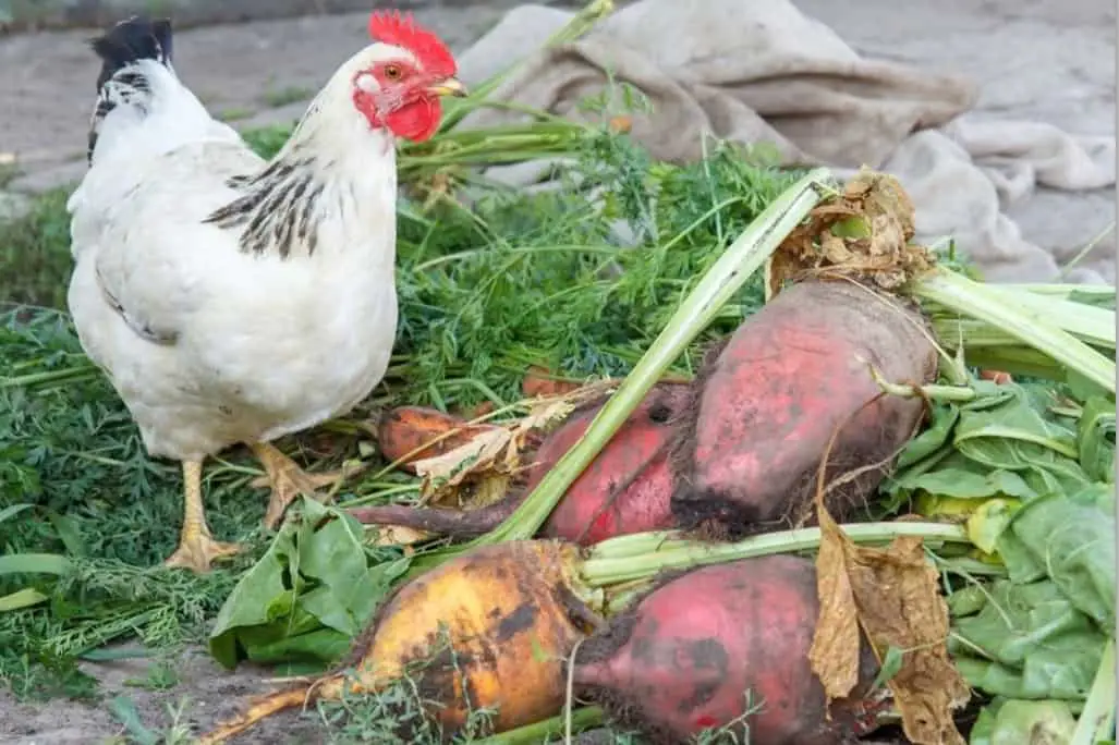 Verduras que puedes darle a tu pollo