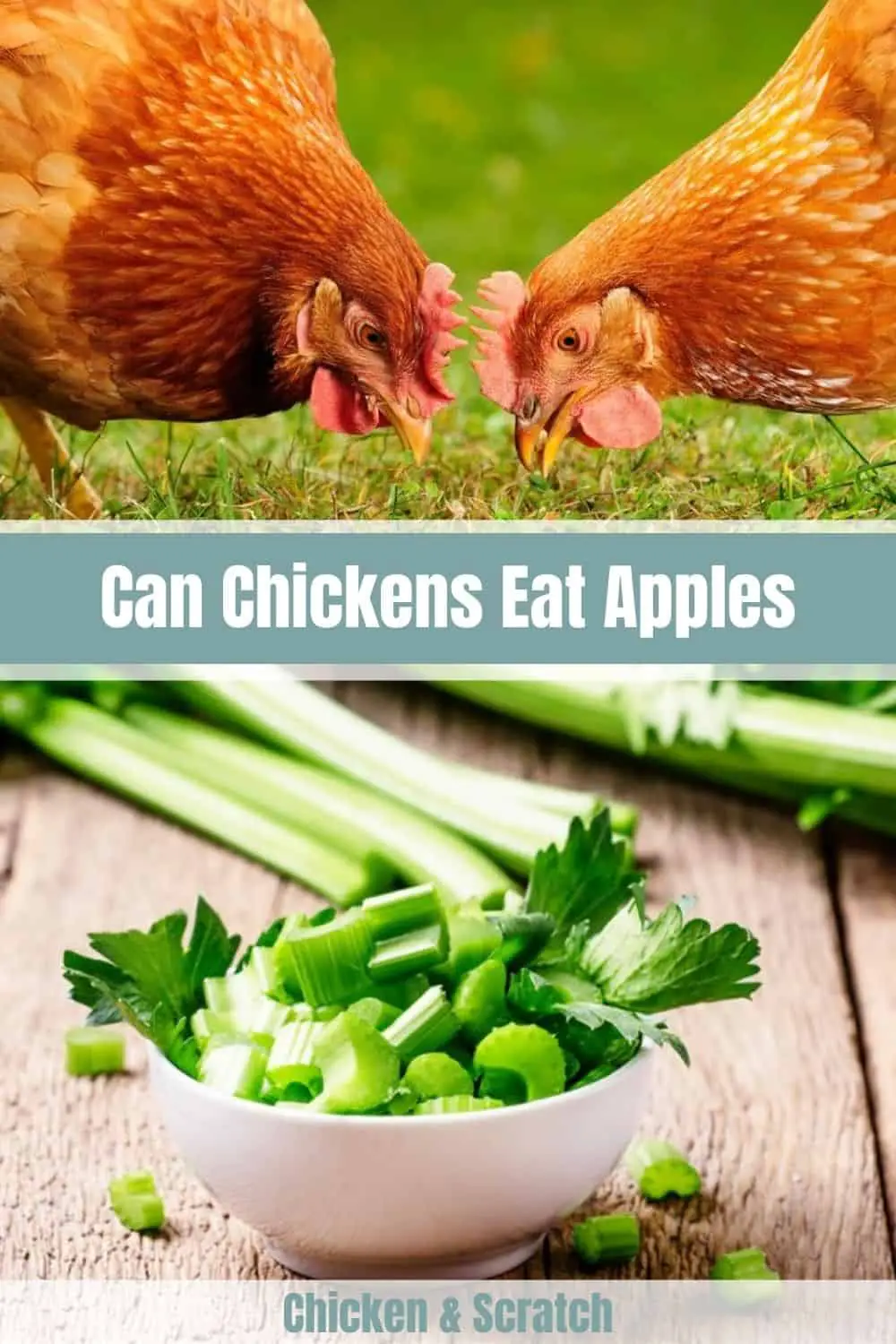 ¿Pueden los pollos tener apio?