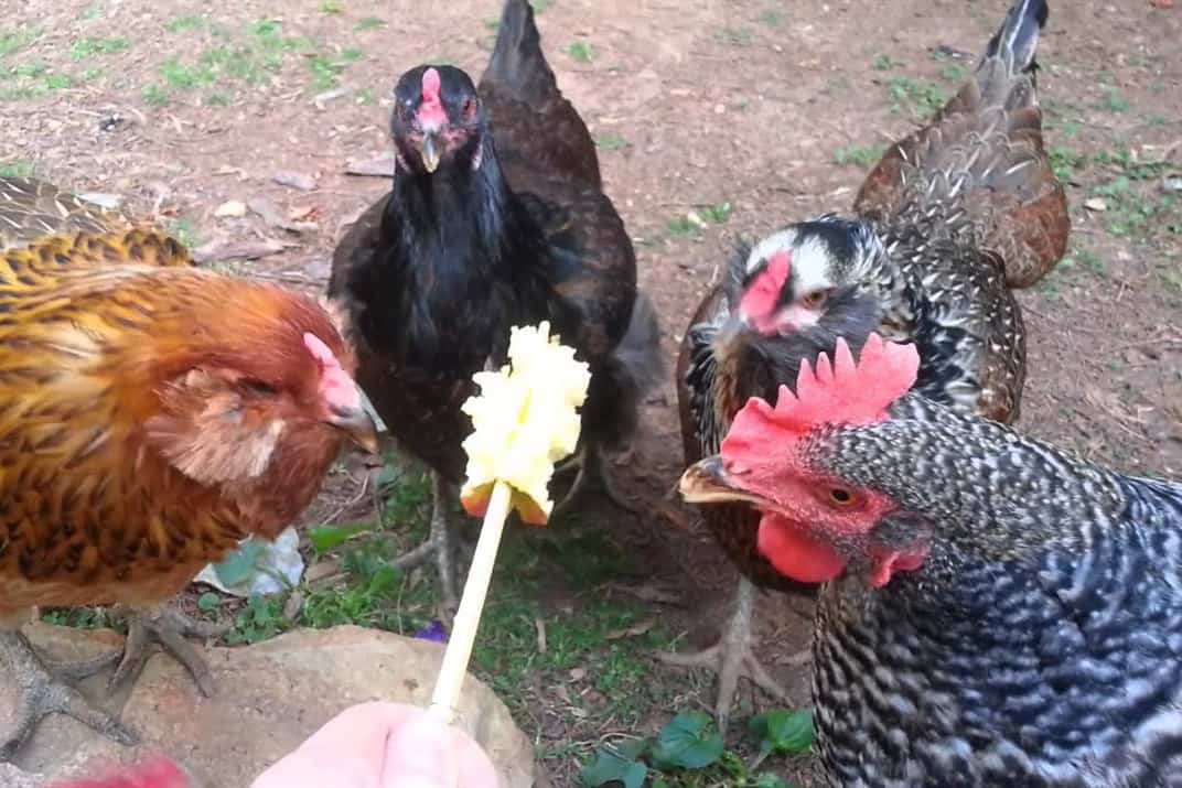 el pollo puede comer manzanas