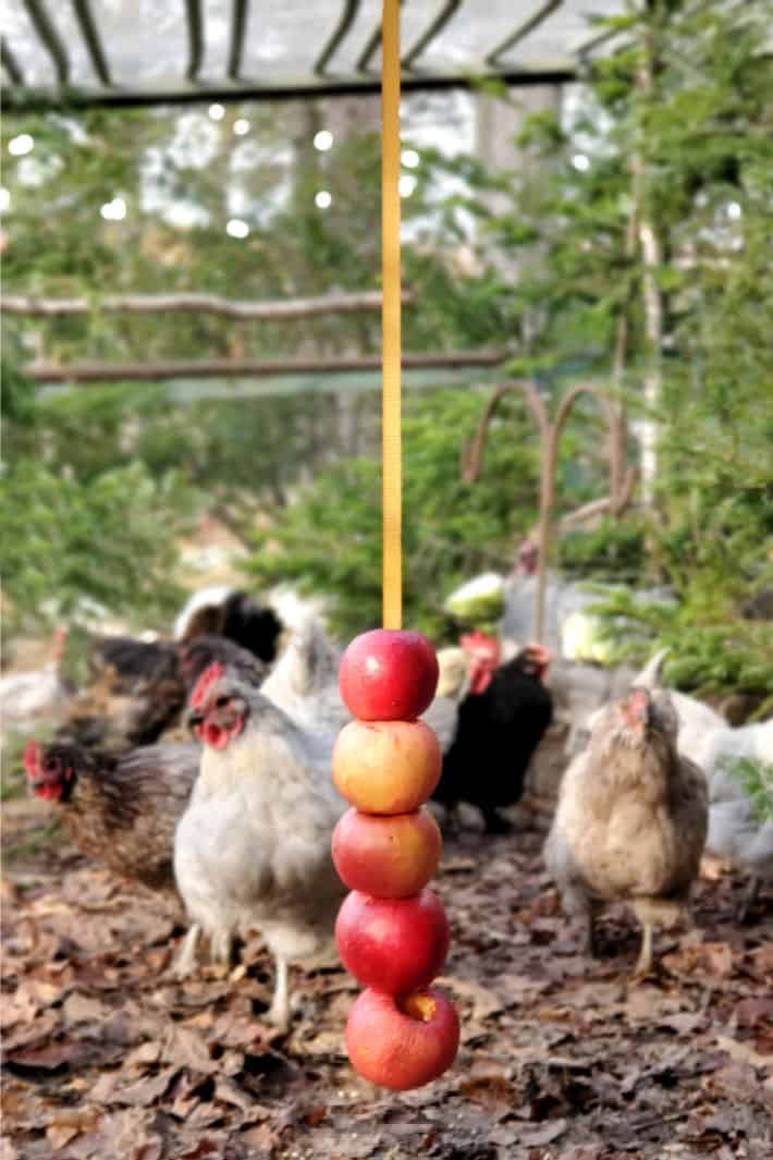las gallinas pueden comer manzanas