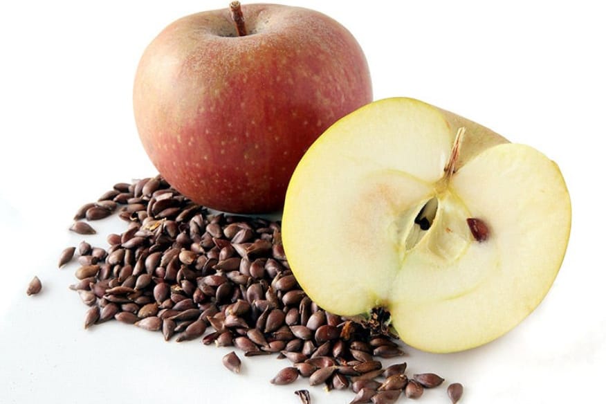 ¿Pueden los pollos comer semillas de manzana?