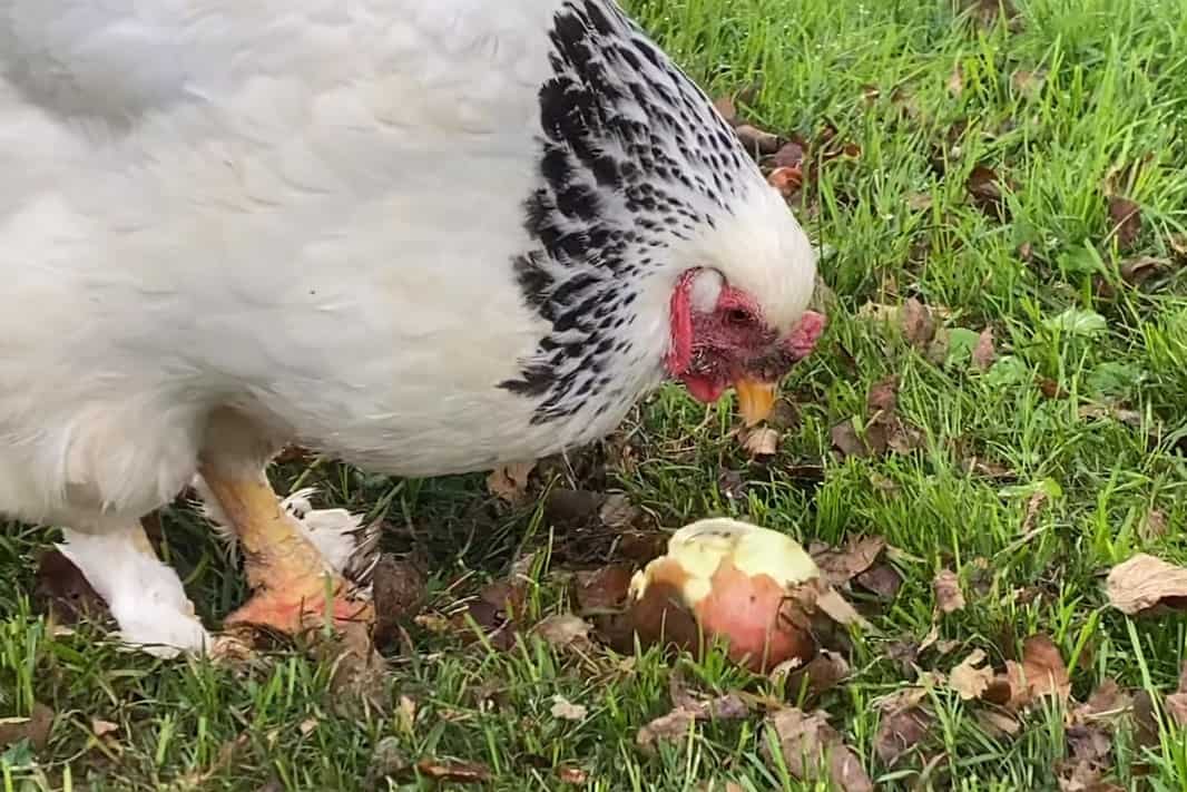 a las gallinas les gustan las manzanas