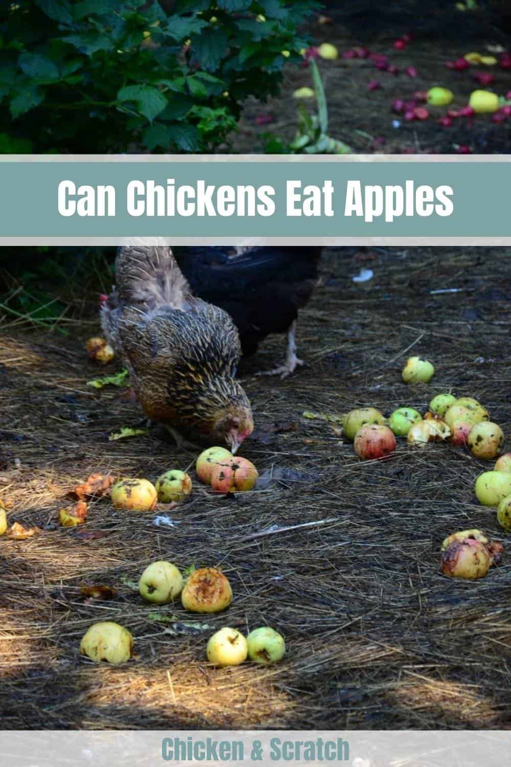 ¿Pueden los pollos tener manzanas?