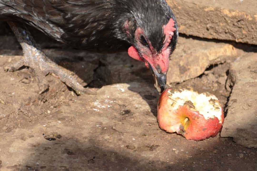 ¿puedes darle manzanas a los pollos?