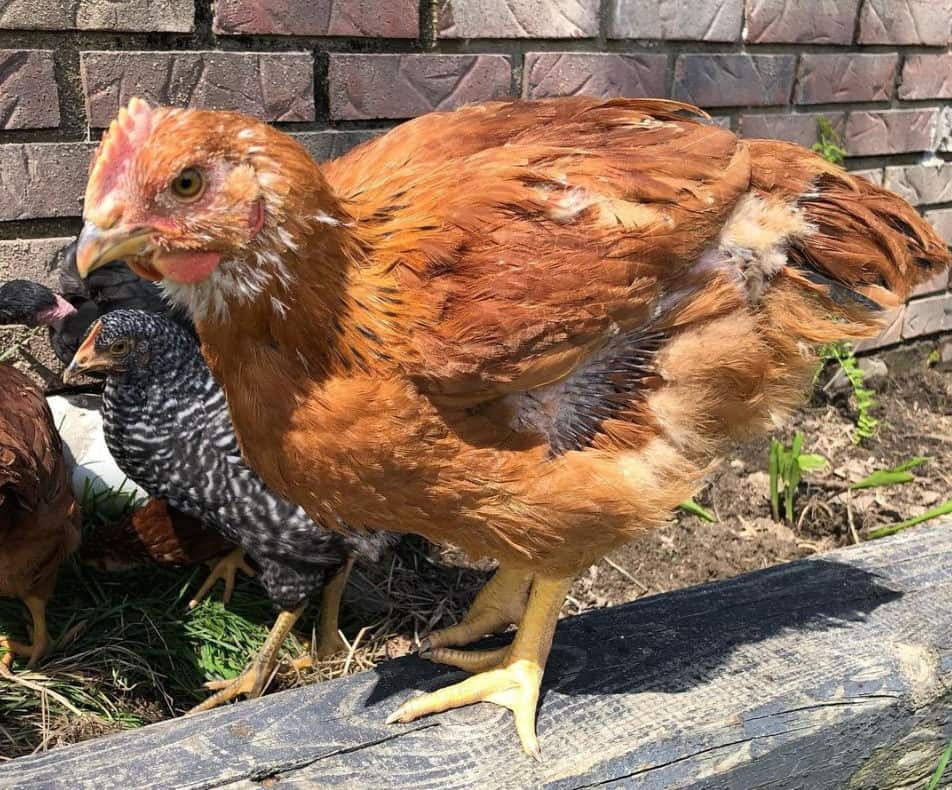 raza de pollo ranger rojo