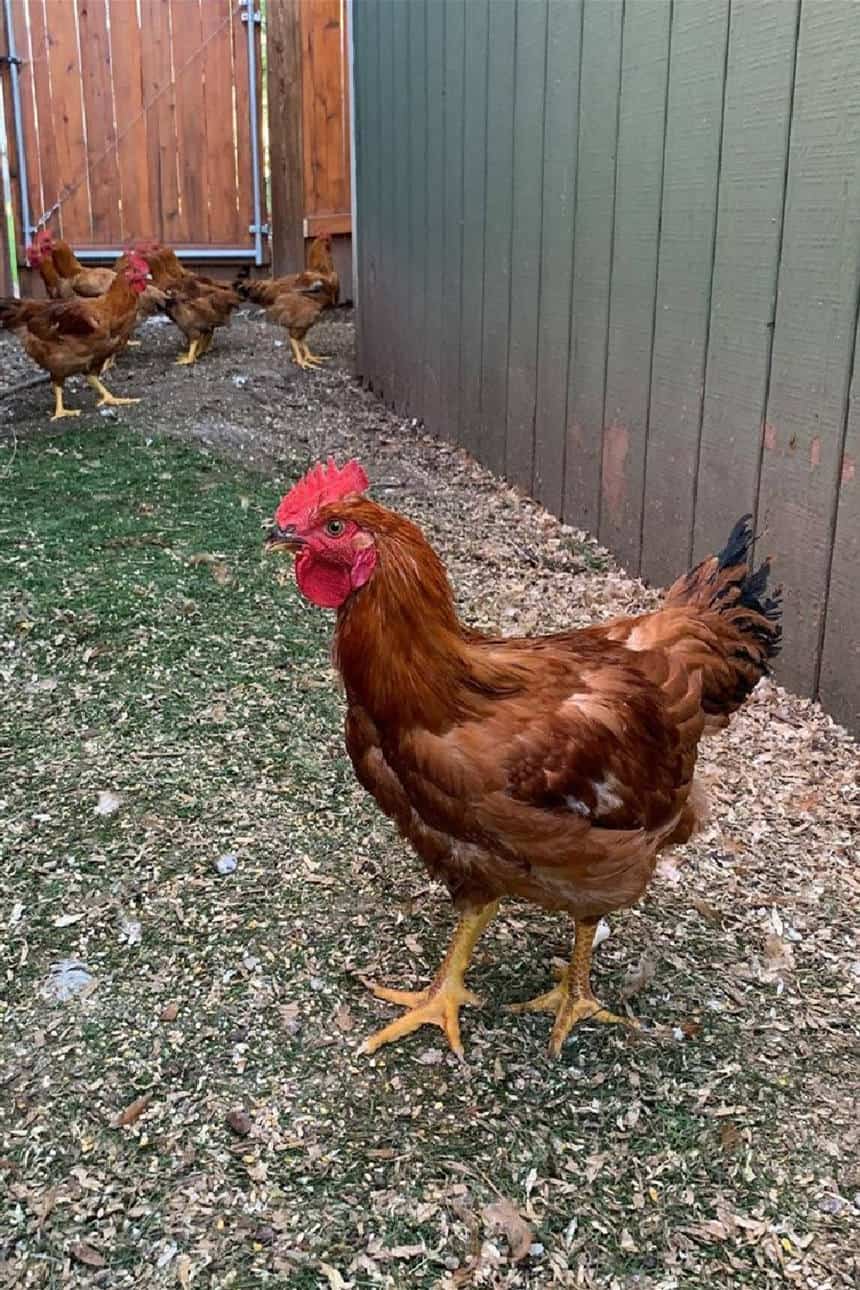 producción de huevos de gallina ranger rojo