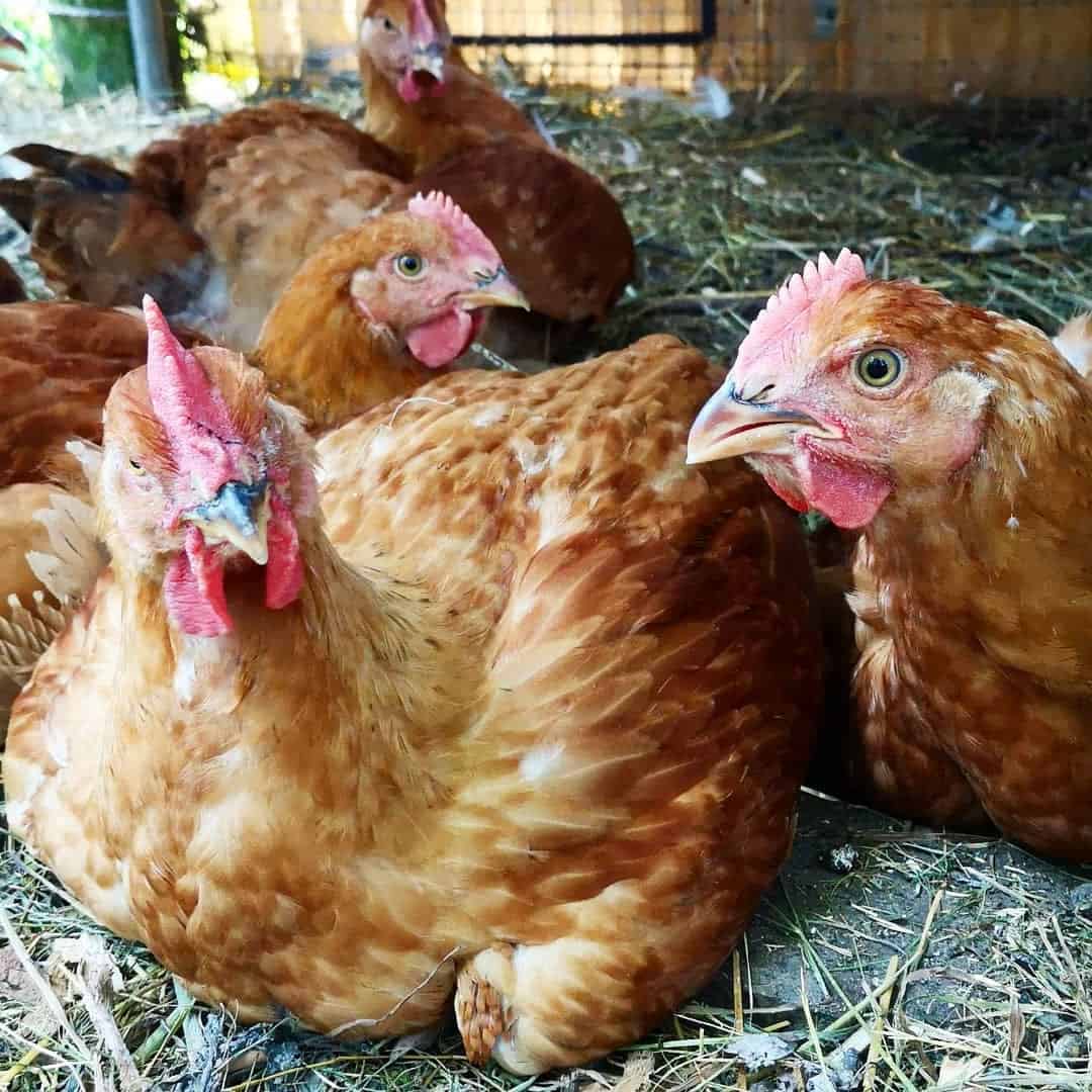 pollo ranger rojo
