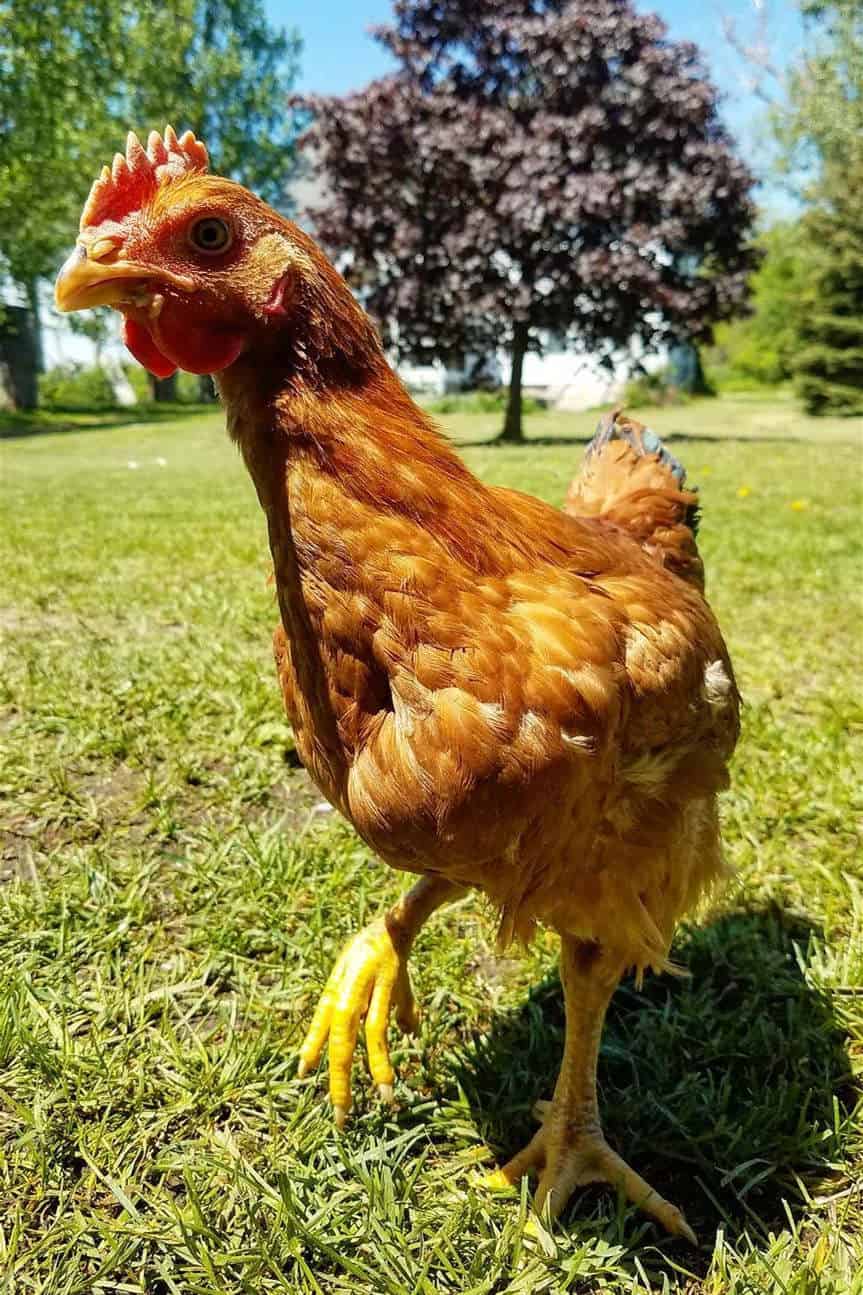 pollo guardabosques