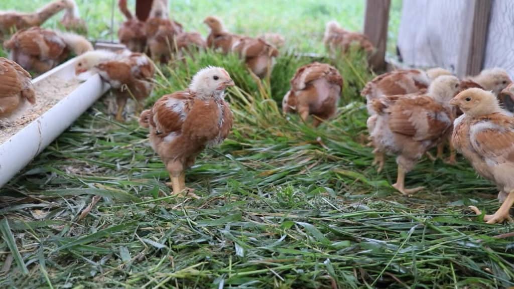 pollos de los rangers rojos