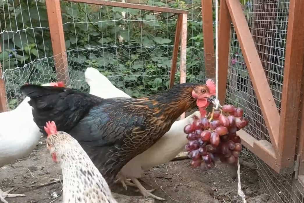 ¿Pueden los pollos comer uvas?