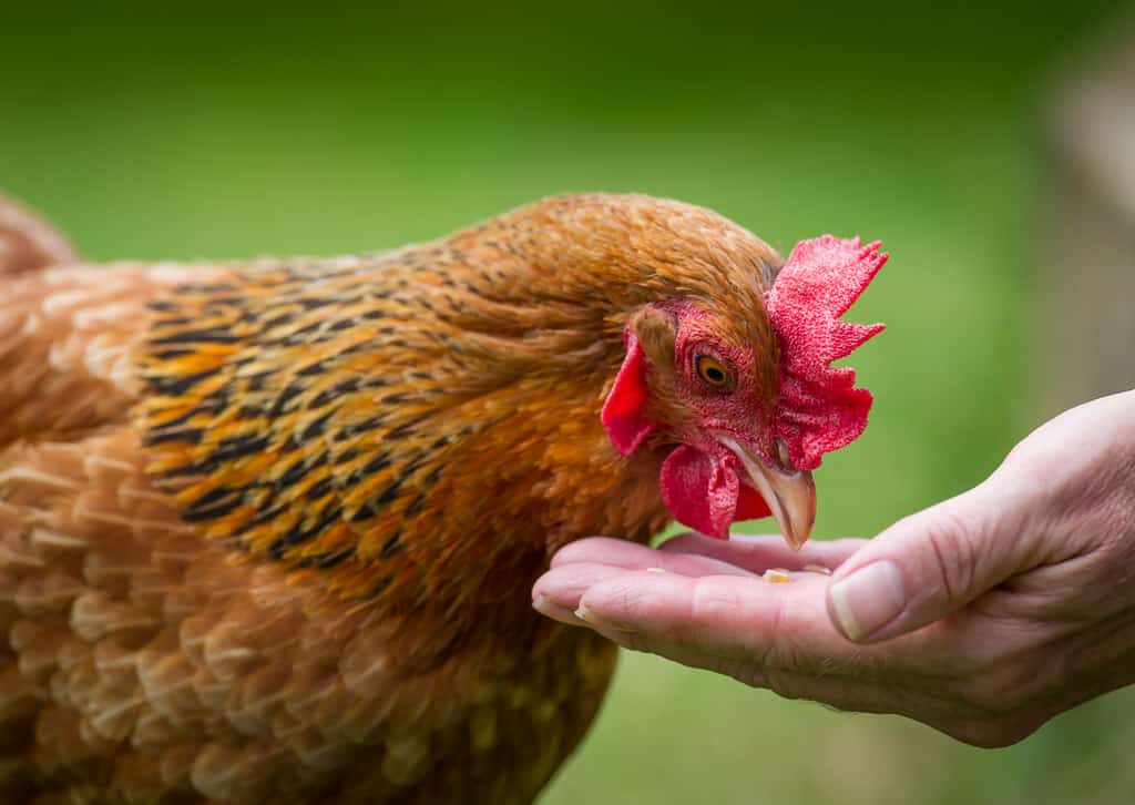 alimentación de pollos con pasas