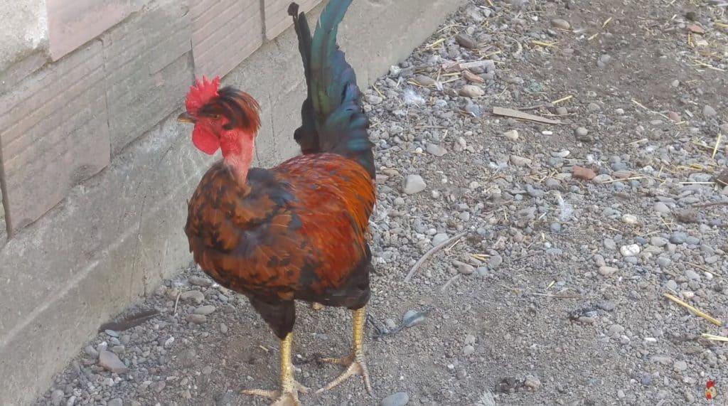 pollos de cuello desnudo