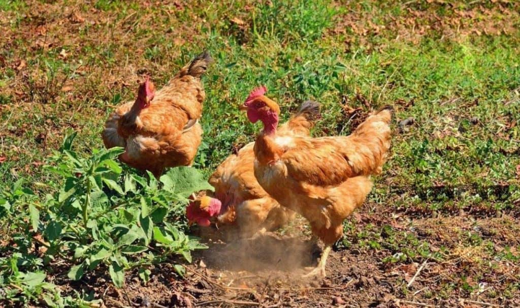 pollos de cuello desnudo