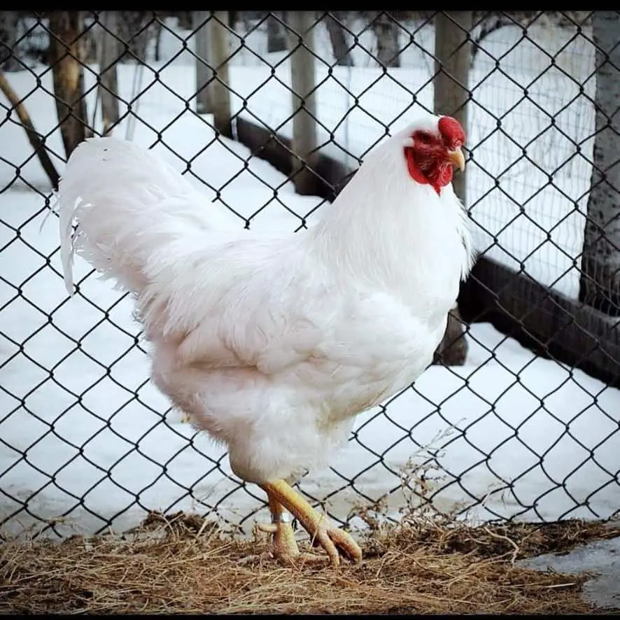 pollos chantecler
