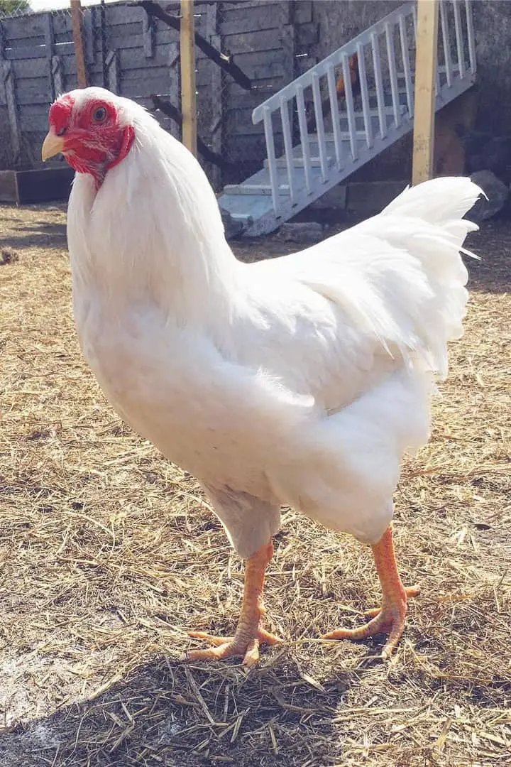 pollo chantecler