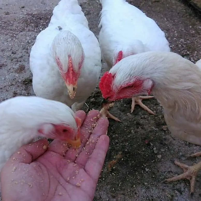 gallina chantecler